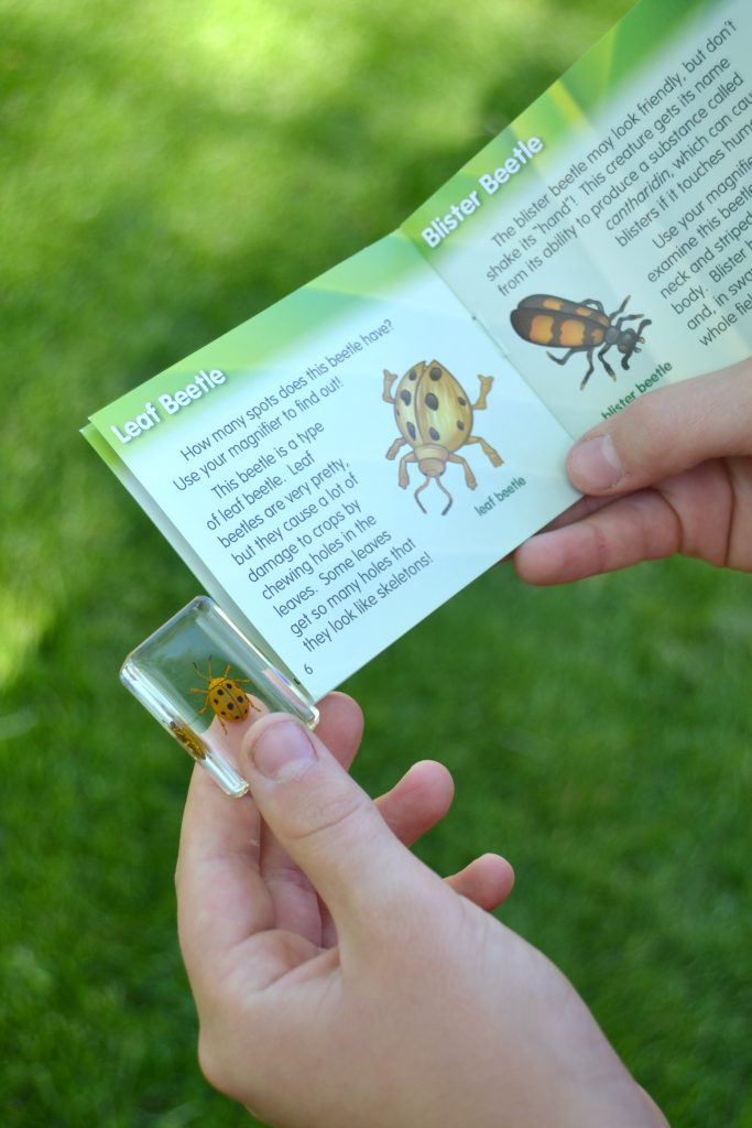 Are you looking for some fun bug activities to keep the kids entertained and learning? The spring and summer months are great for these 8 Bug Activities For Kids from My Creative Days.