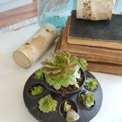 DIY Planters: Repurposed Succulent Planter