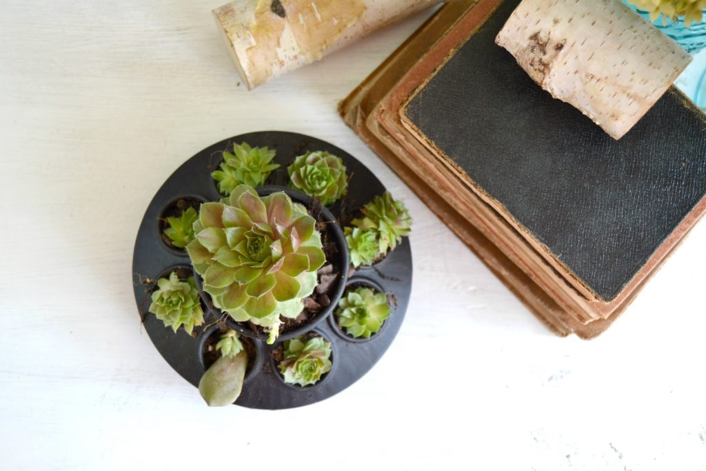 If you love succulents and want to find a unique way to display them, click over to find the easiest DIY planters to house all your succulents!