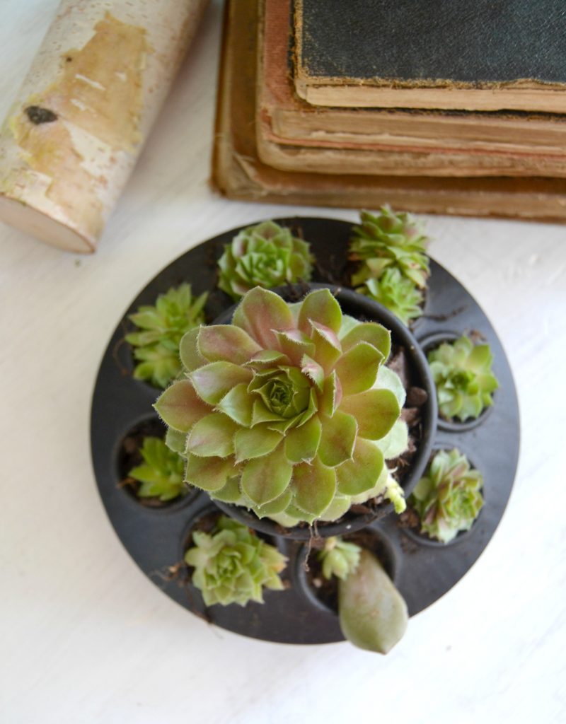 If you love succulents and want to find a unique way to display them, click over to find the easiest DIY planters to house all your succulents!