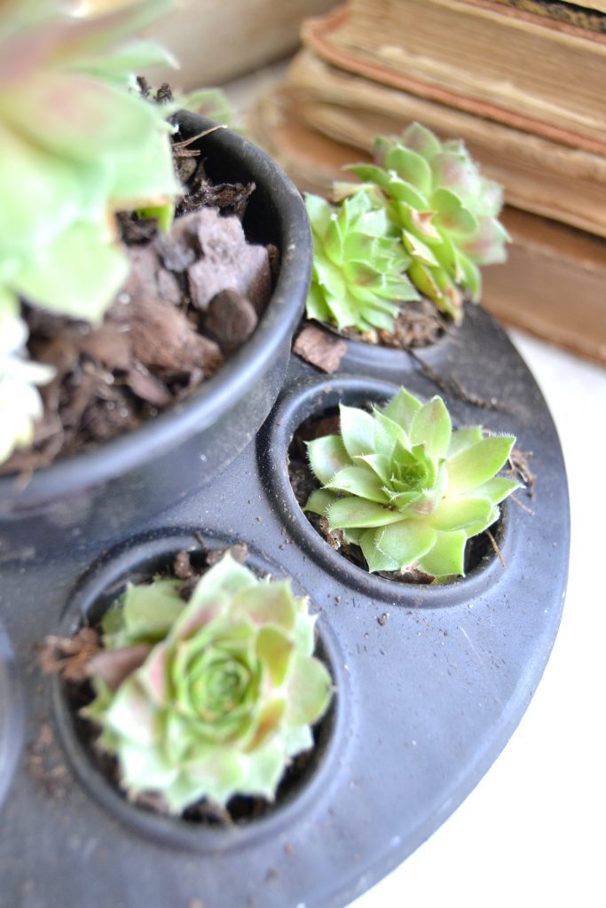 If you love succulents and want to find a unique way to display them, click over to find the easiest DIY planters to house all your succulents!