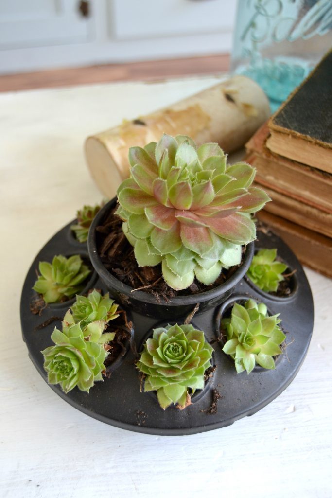 If you love succulents and want to find a unique way to display them, click over to find the easiest DIY planters to house all your succulents!