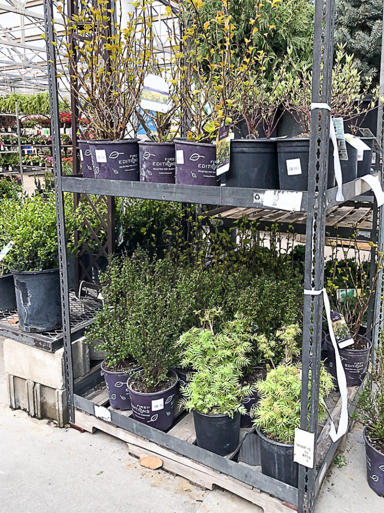 If you are looking for easy ways to add curb appeal to your house or an investment property, click over to find some amazing Low Growing Shrubs To Add Curb Appeal to any house.