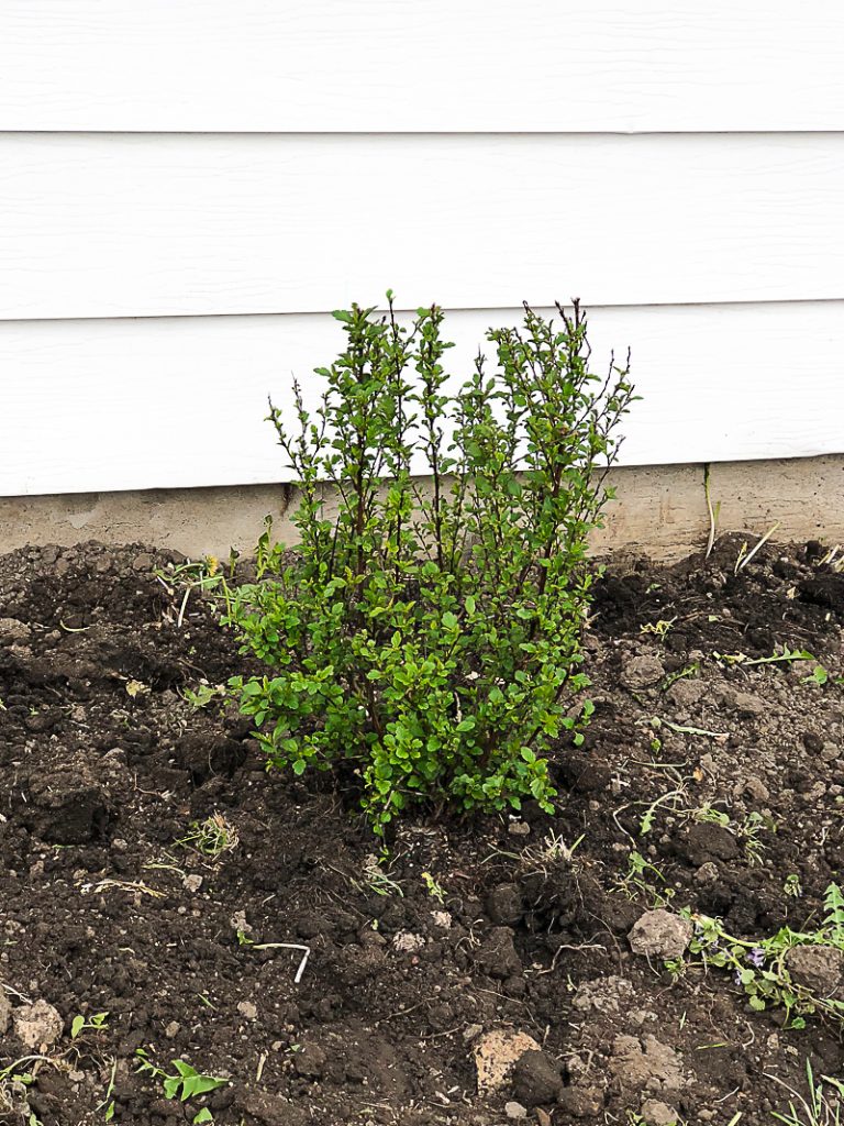 If you are looking for easy ways to add curb appeal to your house or an investment property, click over to find some amazing Low Growing Shrubs To Add Curb Appeal to any house.
