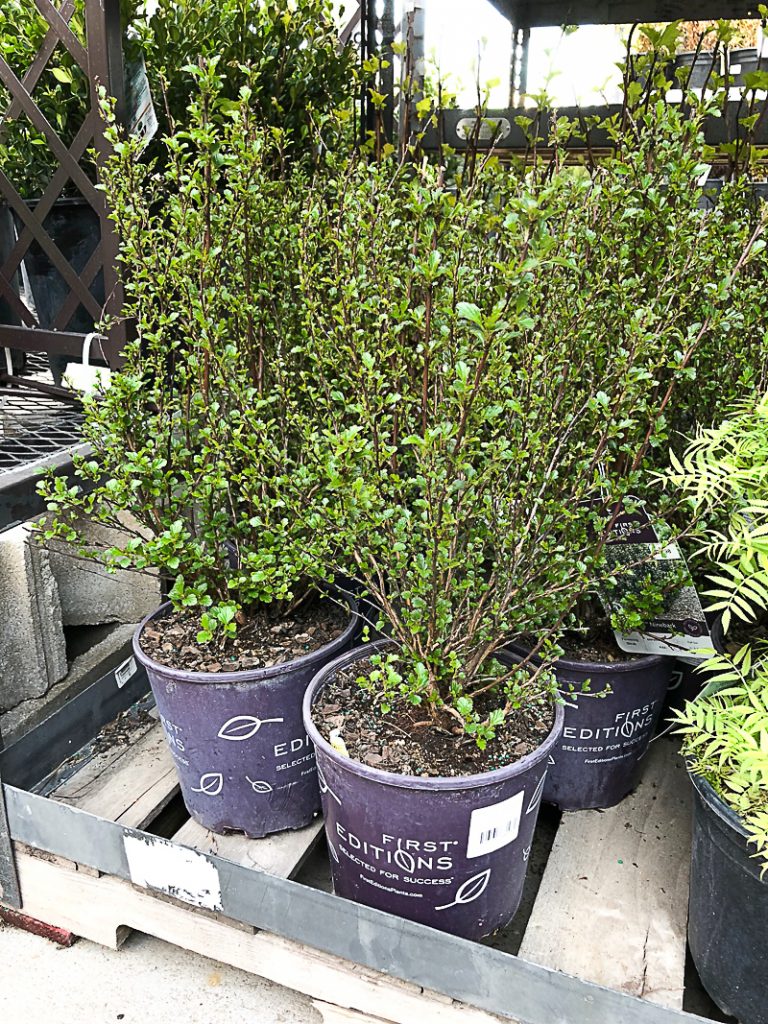 If you are looking for easy ways to add curb appeal to your house or an investment property, click over to find some amazing Low Growing Shrubs To Add Curb Appeal to any house.