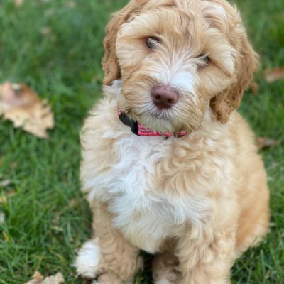 New Puppy Essentials – Welcome Miss Hillie Mae!