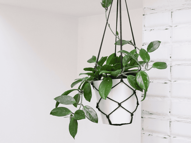 Looking for easy DIY projects for beginners? Discover five beginner-friendly ideas, from personalized coasters to macrame plant hangers.