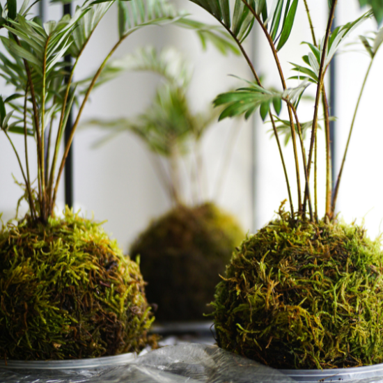 Learn how to make a kokedama with this simple step-by-step guide. Transform your plants into beautiful, pot-free decor for a stylish home.