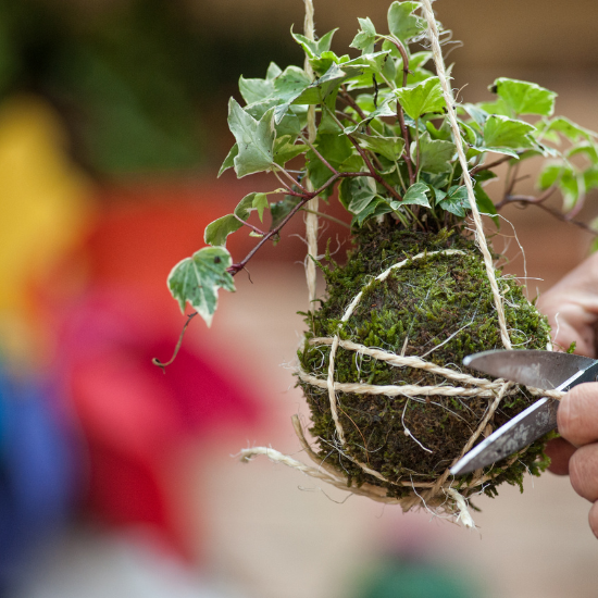 How to Make a Kokedama: Step-by-Step Guide