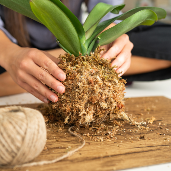 Learn how to make a kokedama with this simple step-by-step guide. Transform your plants into beautiful, pot-free decor for a stylish home.