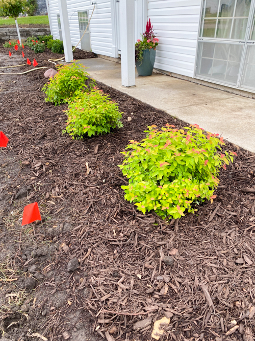 Discover how Earl May’s DIY Dynamic Design helps you choose the perfect plants with expert guidance—turn any yard into a beautiful, well-planned space.