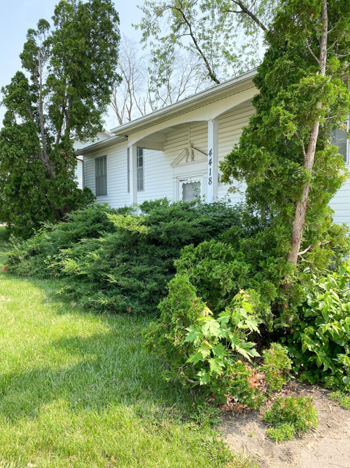 Discover how Earl May’s DIY Dynamic Design helps you choose the perfect plants with expert guidance—turn any yard into a beautiful, well-planned space.