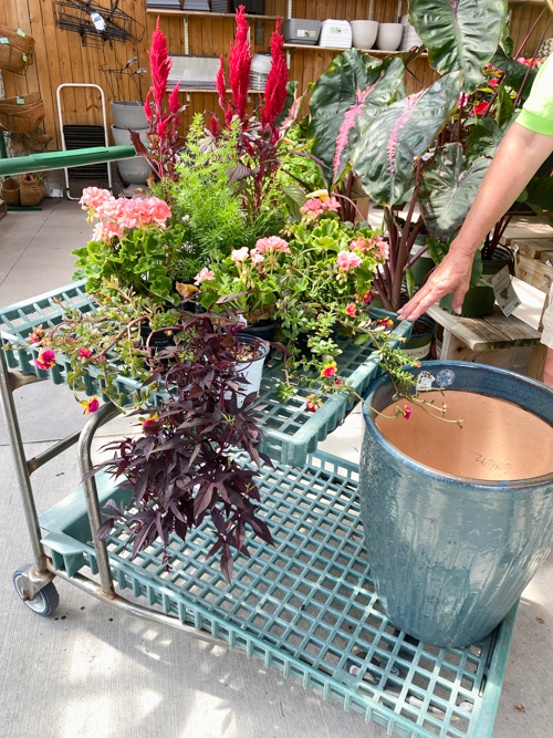 Discover how Earl May’s DIY Dynamic Design helps you choose the perfect plants with expert guidance—turn any yard into a beautiful, well-planned space.