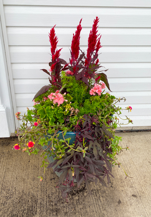 Discover how Earl May’s DIY Dynamic Design helps you choose the perfect plants with expert guidance—turn any yard into a beautiful, well-planned space.