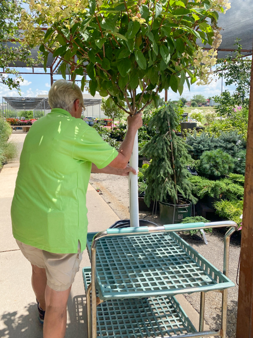 Discover how Earl May’s DIY Dynamic Design helps you choose the perfect plants with expert guidance—turn any yard into a beautiful, well-planned space.