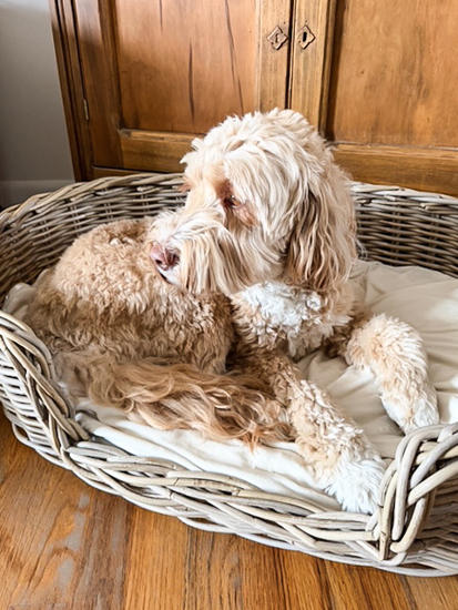 Find the best wicker dog bed for quality, color, size, and price, plus other stylish, budget-friendly baskets to organize and decorate your home.