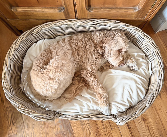 Find the best wicker dog bed for quality, color, size, and price, plus other stylish, budget-friendly baskets to organize and decorate your home.