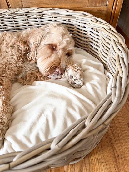 Find the best wicker dog bed for quality, color, size, and price, plus other stylish, budget-friendly baskets to organize and decorate your home.