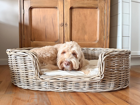Find the best wicker dog bed for quality, color, size, and price, plus other stylish, budget-friendly baskets to organize and decorate your home.