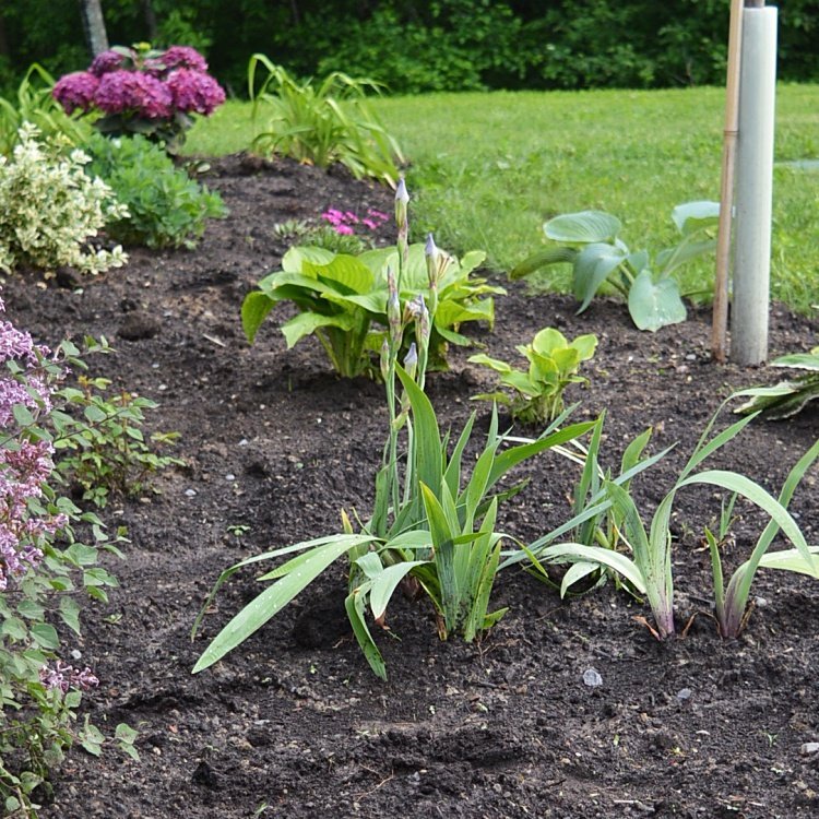 Looking for simple flower bed ideas? Discover creative, budget-friendly ways to design beautiful flower beds that add charm and curb appeal to any home.